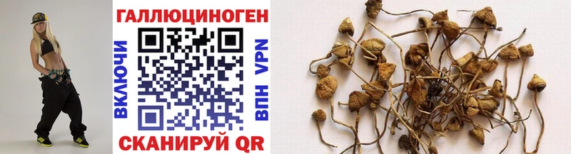 магазин продажи   Новая Ляля  Псилоцибиновые грибы Cubensis 